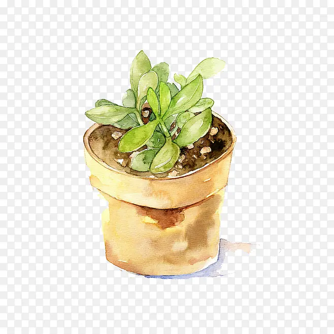 ˮ��ֲ��-������