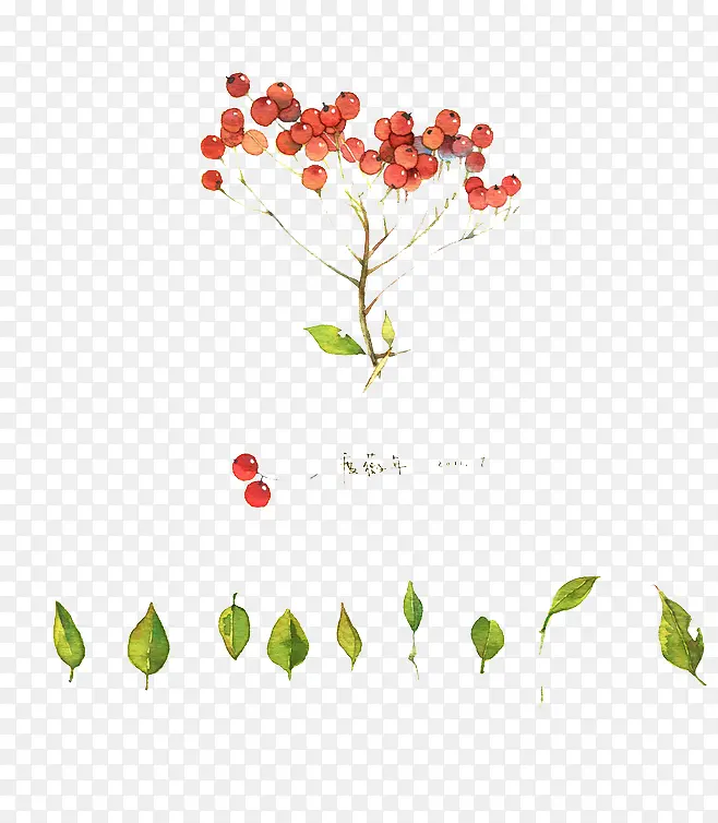 ˮ��ֲ��-������