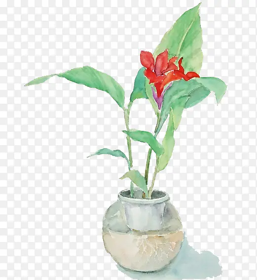 ˮ��ֲ��-������