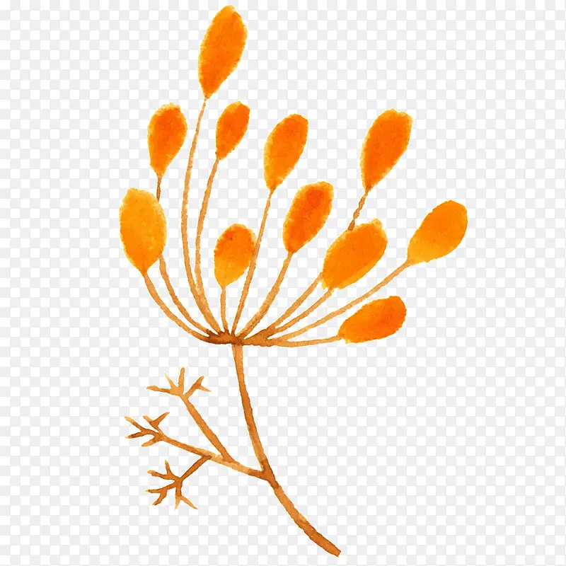 ˮ��ֲ��-������