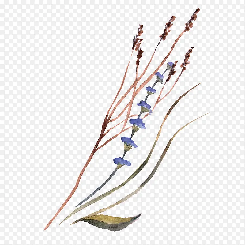 ˮ��ֲ��-������