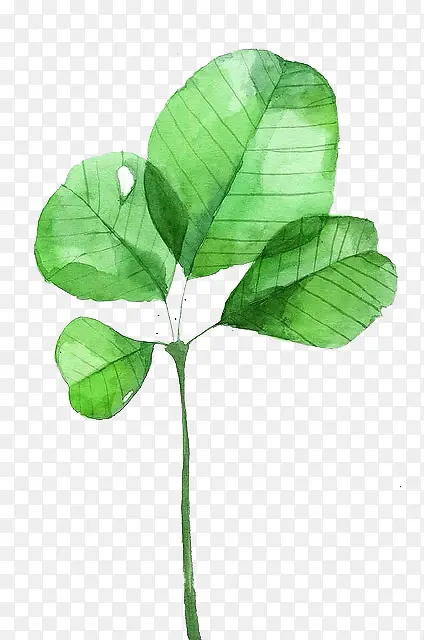 �ֻ�Ҷ��-������