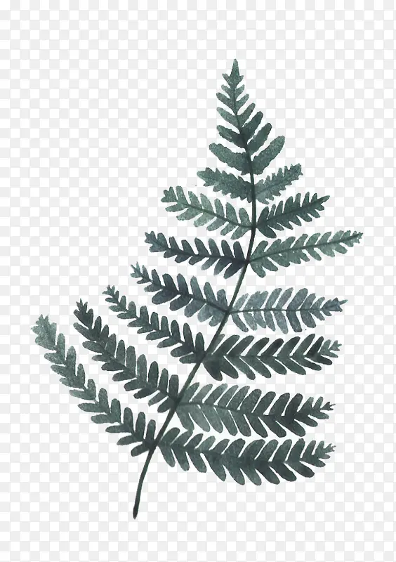 ˮ��Ҷ��-������