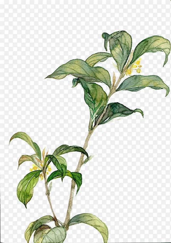 ˮ��Ҷ��-������