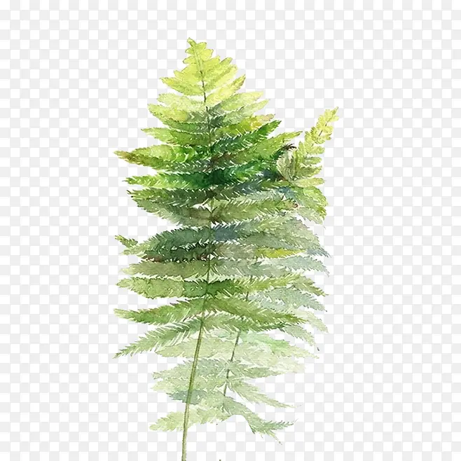 ˮ��Ҷ��-������