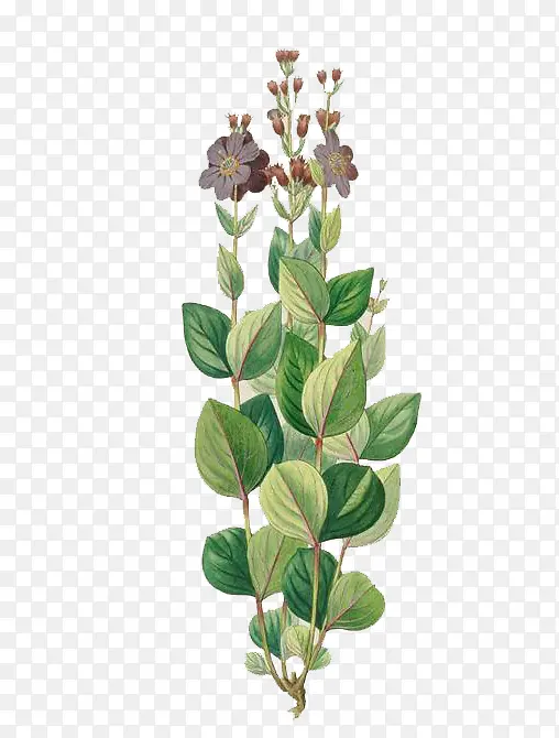 ˮ��Ҷ��-������