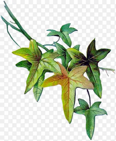 ˮ��Ҷ��-������