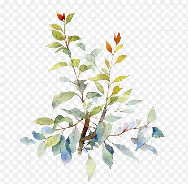 ˮ��Ҷ��-������