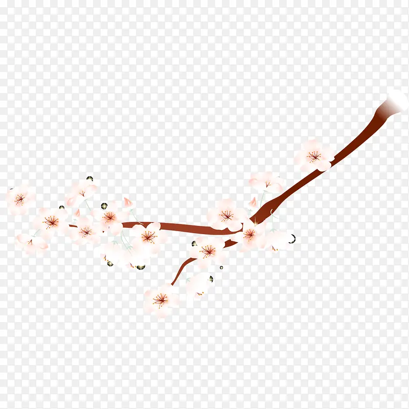 ÷����֦-������