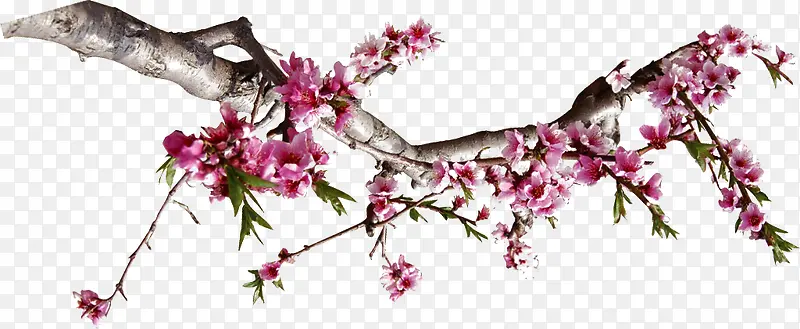 ���⺣��Ч��ֲ��÷����֦-������