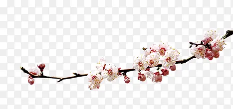 �й�����֦-������