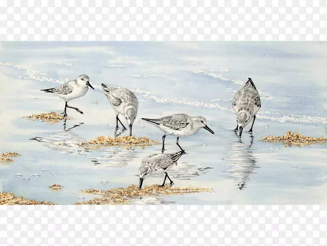 ˮ�ʻ�����ˮ�ʻ���-������