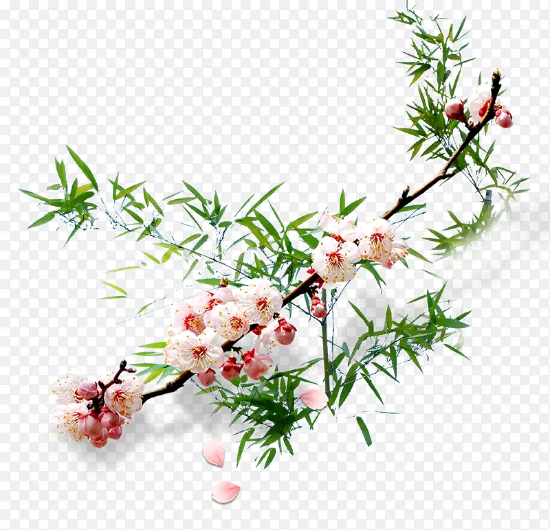 ÷����֦-������