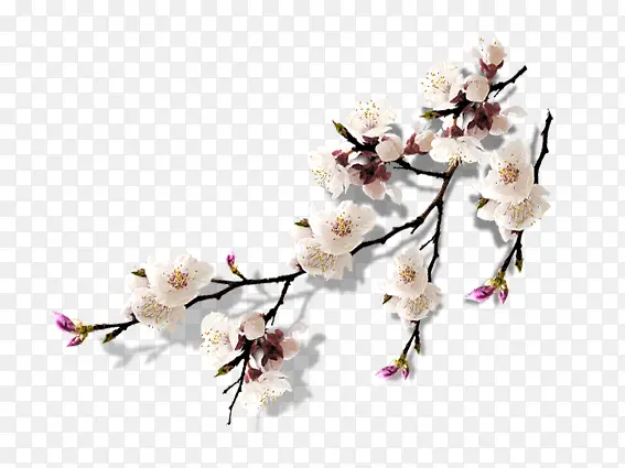 ����÷����֦-������