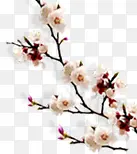 ��ɫΨ��÷������-������