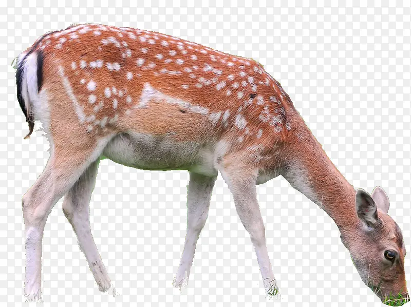 �ɰ�÷��¹������ʳ-������