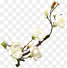 ��ɫ÷������ز�-������