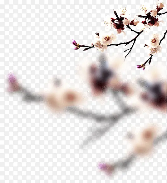 �ֻ��ɫ÷��ֲ��-������