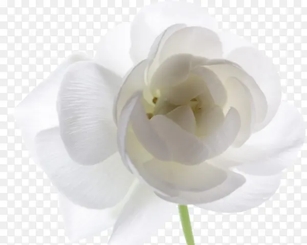 ���������ֻ滨���ز�-������