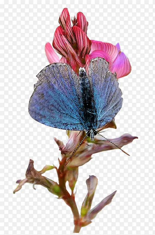 Ψ������ͼƬΨ������ͼƬ-������