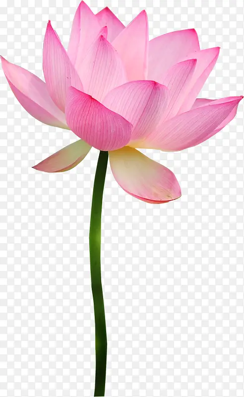 ���ܲ廭װ���ز�-������