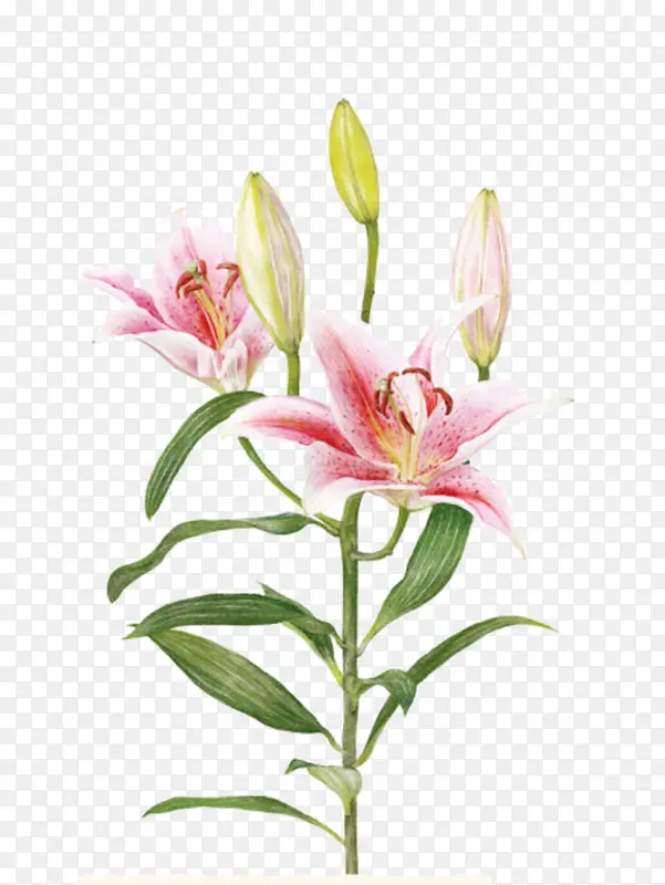 Ψ���ֻ��ʻ�-������