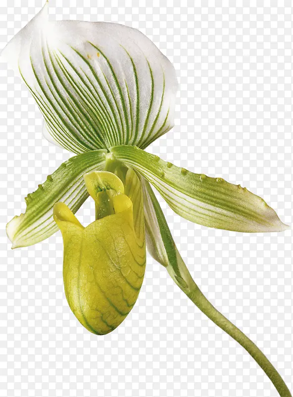 ���⻨��ͼƬ����ʸ��ͼ�ز�-������