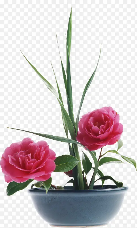 ���⻨��ͼƬ�ֻ�-������