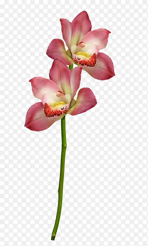 �ʻ�ʸ���ز��ֻ��ʻ�-������