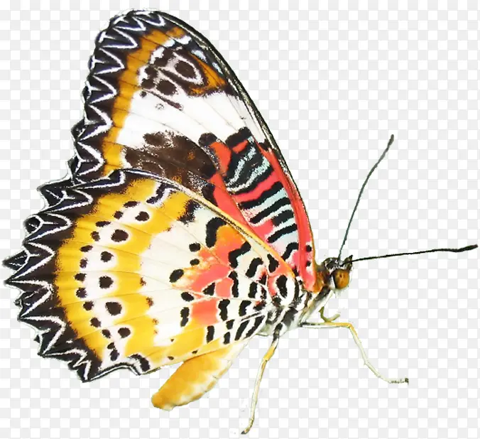 ��ɫ����������ͼ-������