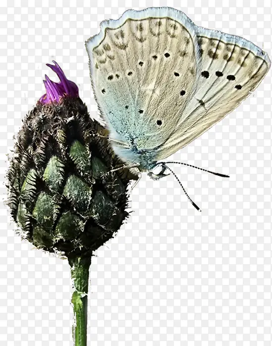 ��ɫ����������ͼ-������