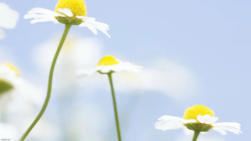 ��ɫ������ҳװ��-������