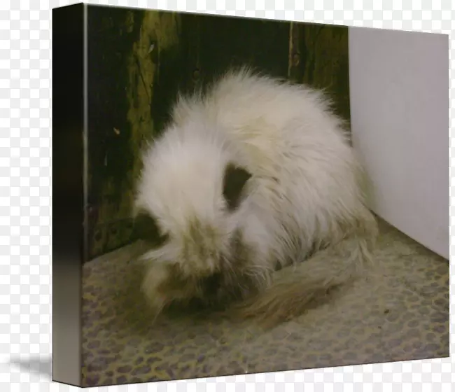 è�룬���ӣ�����ëƤ-��������-������