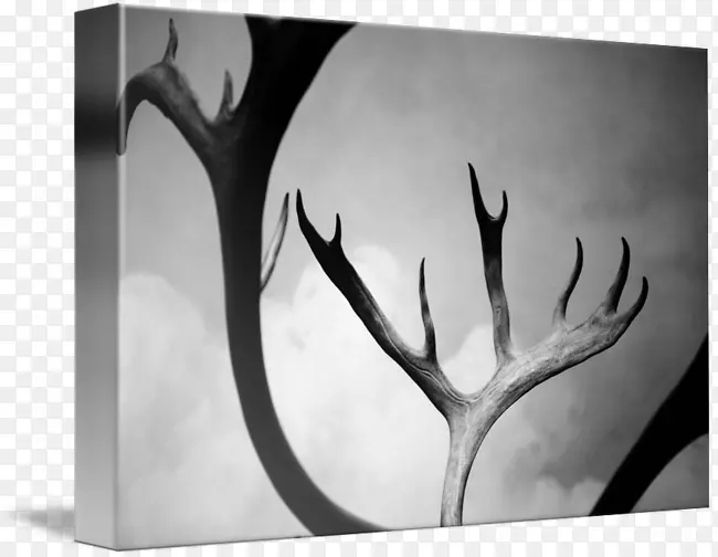 ��ɫ��Ӱ������Ӱ-¹��-������