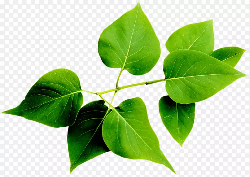 ��ӣ��Ҷ��������俧��-����-������