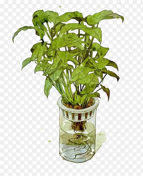 ˮ��Ҷ��-������