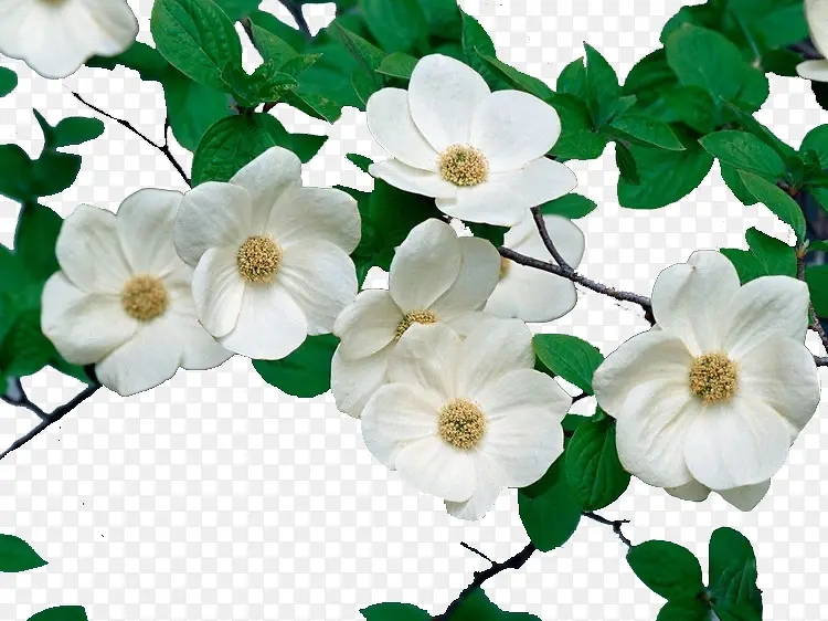 ���ǻ������ͼ-������