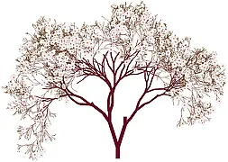 ����ֲ��-������