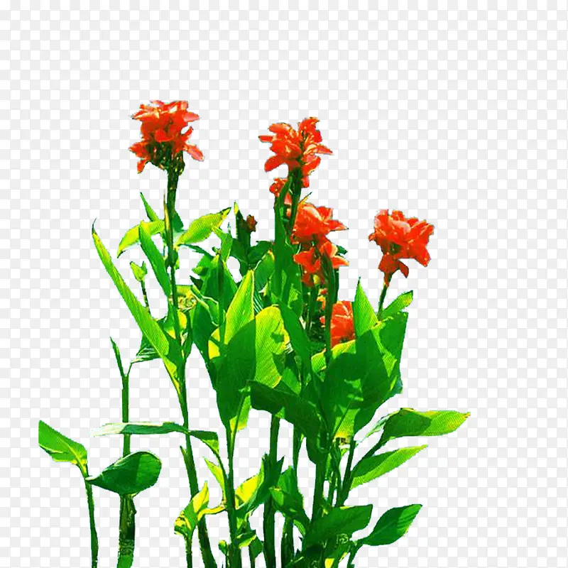 ��ֲ����-������