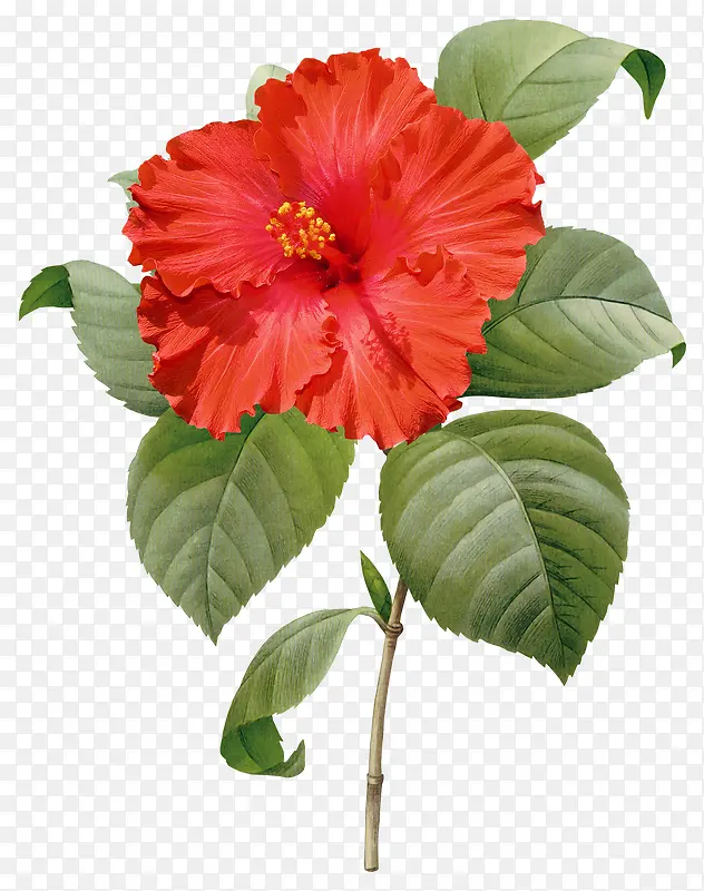 ��ɫ�Ļ�-������