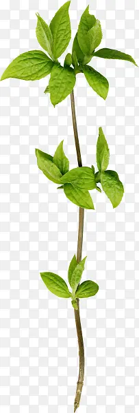 ��֦-������