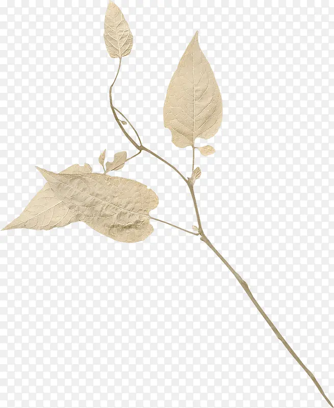 װ����֦-������