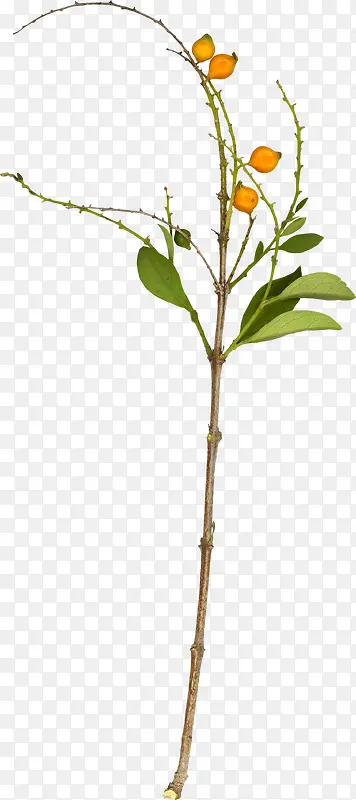 Ư��֦Ҷ-������