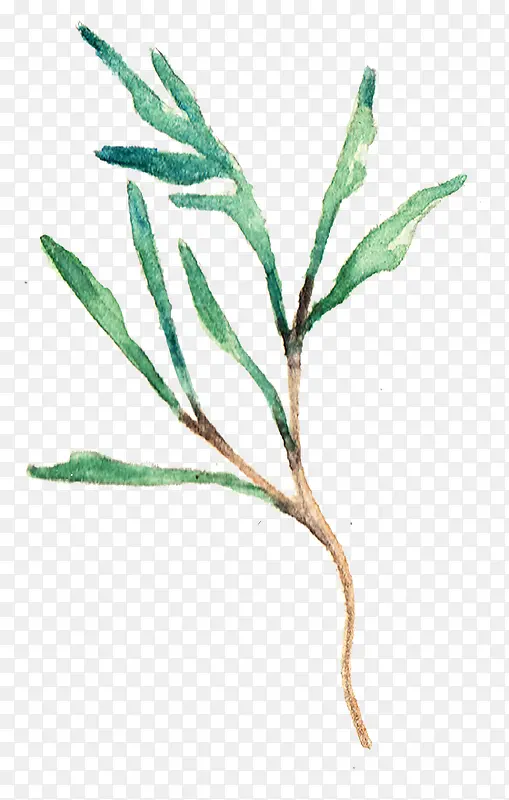 ˮ��Ҷ��-������