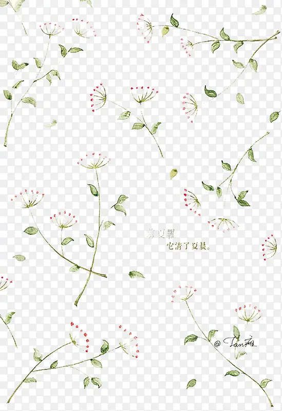 �ֻ�Ҷ��-������