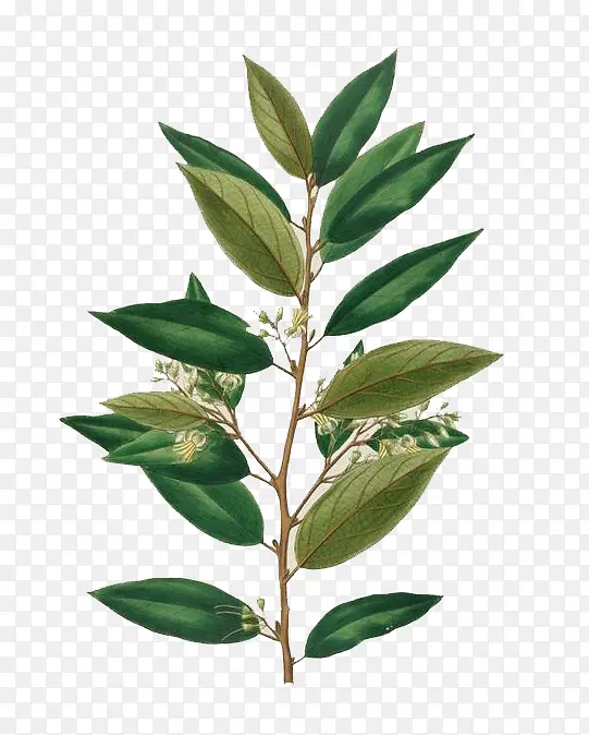 ˮ��Ҷ��-������