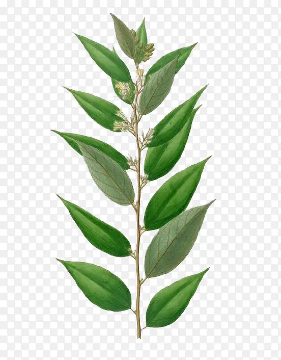 ˮ��Ҷ��-������