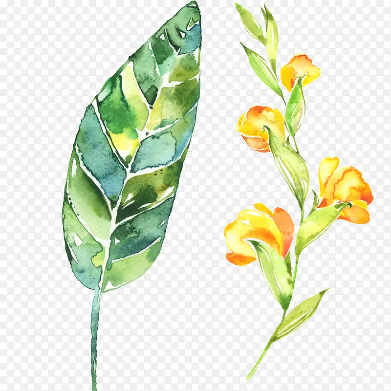 ˮ��Ҷ��-������