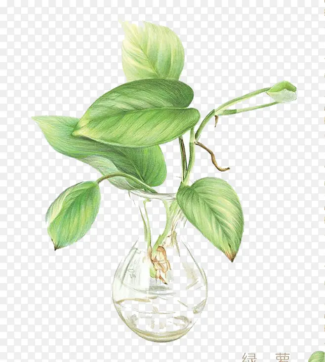 ˮ��Ҷ��-������