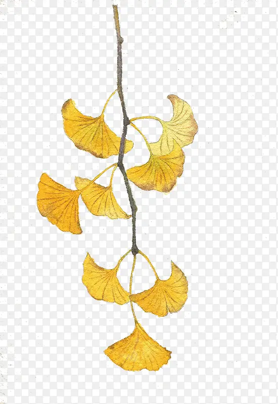 ˮ��Ҷ��-������